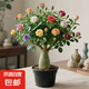 【夏季新品】稀有多頭沙漠玫瑰重瓣老樁濃香多肉綠植四季室內(nèi)外 多色花    根直徑（2-4公分） 帶黑色育苗盆發(fā)貨