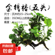 懶人草缸魚缸水草造景黃金錢迷你榕沉木小水榕真水草陰性凈化水質(zhì) 金錢榕（五頭）