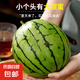 【手撕西瓜】正宗2k小糖丸西瓜薄皮西瓜新鮮采摘產(chǎn)地直發(fā)包郵 西瓜 小糖丸1.5-2斤