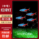 紅綠燈小型熱帶觀賞魚(yú)寶蓮燈燈科魚(yú)孔雀魚(yú)斑馬魚(yú)淡水群游好養(yǎng)耐活 1.5-2cm 紅綠燈10條送5條備損