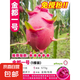 火龍果樹苗盆栽四季結(jié)果南北方種植爬藤燕窩紅心火龍果苗當(dāng)年結(jié)果 【金都1號(hào)】1棵裝-30厘米高（出根紅肉 量大高產(chǎn) 30cm(含)-40cm(不含)