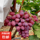 現(xiàn)摘云南新鮮克倫生無(wú)籽提紅提葡萄生鮮提子水果肉多多禮盒 克倫生無(wú)籽提1斤/箱(凈重)