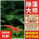 黑殼蝦除藻蝦鮮活觀賞蝦淡水寵物蝦櫻花蝦極火蝦水晶蝦魚缸清潔蝦 【限量】小櫻花蝦10只+送5只