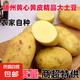 新鮮精品滕州正宗黃心黃皮土豆大馬鈴薯洋芋粉糯可口農(nóng)家自種現(xiàn)挖 精品5斤（單果200g+） 出口級別