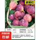無花果樹果苗帶果矮化盆栽特大果波姬紅金傲芬斯特拉無花果苗樹苗 熱賣推薦：波姬紅6年苗當(dāng)年結(jié)果（帶土帶葉發(fā)貨） 81cm(含)-110cm(含)