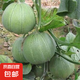 蜜寶甜瓜種子蜜瓜哈密瓜香瓜早熟高產(chǎn)抗病薄皮香甜羊角蜜水果種子 藝淼冰糖綠寶甜瓜種子【200?！? title=