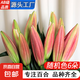 AB級優(yōu)質(zhì)香水百合鮮花水培插花家庭生活水養(yǎng)鮮切花苞云南產(chǎn)地直發(fā) 高品質(zhì)【AB級隨機色大花苞】百合花6朵+百合粉