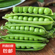 云南甜豌豆莢青豌豆水果豌豆帶殼新鮮蔬菜批發(fā)夏季清爽下飯 4斤