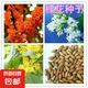 當年桂花種子 四季桂金桂沉香八月桂花樹種子 桂花種籽一包約40粒 一包（送1袋肥料）