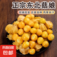 東北姑娘果東北特產(chǎn)燈籠果新鮮水果姑鳥黃菇娘果整箱現(xiàn)摘包郵3斤 帶箱2斤 【東北頭茬】精選好果|香甜爆汁