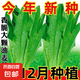 四季蔬菜種子大全菠菜香菜生菜油麥菜莧菜雞毛菜芹菜矮腳黃蔬菜籽 米香油麥菜種子1包約5000粒