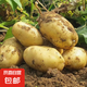 山東新鮮黃心土豆農(nóng)家自種黃皮馬鈴薯黃心洋芋新鮮蔬菜 山東黃心大豆大果2斤 含箱