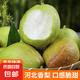 京喜加正宗河北香梨新梨七號(hào)特級(jí)脆甜多汁 帶箱2斤凈重1.6-1.8斤