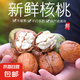 太行山去青皮新鮮核桃 現(xiàn)摘濕核桃薄皮25年新果水果不臟手送夾子 去青皮鮮核桃5斤分享裝 送夾子+鑷子+手套-去青皮不染手