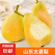 煙臺(tái)太婆梨 山東梨子啤梨香蕉梨當(dāng)季新鮮水果整箱 太婆梨4.5-5斤單果90g+