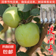 蘋果樹苗嫁接果樹苗木紅富士冰糖心庭院陽臺盆地栽南北方果樹苗 澳洲青蘋果5年苗【當(dāng)年結(jié)果】