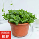 迷迭香苗盆栽可食用驅(qū)蚊植物香草薄荷苗綠植物室內(nèi)煎牛排水培花卉 小盆食用薄荷苗約10cm高原盆土一盆