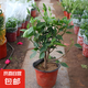 扶?；ㄅ柙灾匕陰Щòt色朱瑾牡丹草陽(yáng)臺(tái)四季開(kāi)花卉室內(nèi)植物綠植 大紅色重瓣【帶花苞】7年苗（原 含盆