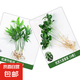 九里香盆栽茉莉花綠植室內(nèi)驅(qū)蚊四季開花帶花苞七里香水培盆景植物 【特價】高約16cm九里香+竹柏各6棵 九里香