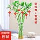 【帶根富貴竹轉(zhuǎn)運(yùn)竹龍竹】招財(cái)水培植物客廳彎竹開運(yùn)竹子盆栽花卉 50-55cm轉(zhuǎn)運(yùn)竹--6支送3燈籠