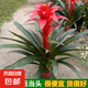【鴻運(yùn)當(dāng)頭】美觀大方大型盆栽綠植大鳳梨送禮好養(yǎng)帶盆鮮花卉喬遷 鴻運(yùn)當(dāng)頭1顆裝【原盆原土】 【年宵花】鴻運(yùn)當(dāng)頭
