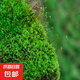 柯必達青苔蘚鮮活苔蘚微景觀植物盆景盆栽水陸缸假山草造景材料白 短絨蘚(15*8)cm 2盒