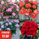瑞典女王月季夏季耐曬灌木月季帶花苞四季開花玫瑰大苗陽臺(tái)庭院 天荷+紅果汁+藍(lán)暴+紅蘋果四顆原盆原土發(fā)貨