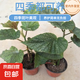 竹節(jié)海棠花卉盆栽大葉斑點(diǎn)易活四季陽(yáng)臺(tái)觀葉秋海棠木本綠植物好養(yǎng) 3年苗25-30高【原盆發(fā)貨】
