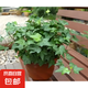 常春藤綠植盆栽植物室內(nèi)凈化空氣吸甲醛四季常青吊蘭爬藤好養(yǎng)花卉 常春藤原盆土一盆