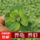 芙蓉蓮水芙蓉水培水生植物大藻水蓮水草浮萍凈化水質(zhì)魚(yú)蝦龜缸造景 精選水芙蓉8顆 5-8cm直徑