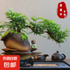 【清香木盆景】飄枝老樁花卉好養(yǎng)綠植盆栽茶桌高檔年貨帶花盆底座 酒壺盆清香木15-20+底座+小沙彌