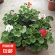天竺葵花苗盆栽重瓣大花室內(nèi)外陽臺四季開花卉庭院好養(yǎng)易活植物 天竺葵苗混色3盆15-20cm高