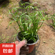 水竹旱傘草水生植魚池塘造景綠化客廳庭院陽臺凈化水質(zhì)盆栽風(fēng)車草 水竹 20-25厘米高【10株】 不含盆