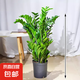 【招財進(jìn)寶金錢樹】客廳大型綠植好養(yǎng)活 開業(yè)喬遷禮吸甲醛 簡易袋盆高65-75cm1盆多苗贈肥料 55-80cm