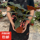 竹節(jié)海棠花卉盆栽大葉斑點(diǎn)易活四季陽(yáng)臺(tái)觀葉秋海棠木本綠植物好養(yǎng) 推薦款高度40公分 多分支竹節(jié)1盆