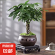 【辮子發(fā)財樹】年宵花?室內(nèi)客廳禪意招財樹盆景辦公室好養(yǎng)四季 辮子發(fā)財樹+【海納百川】+方底座