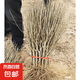 木槿花盆栽重瓣木槿棒棒糖花苗庭院綠化地栽風景樹可食用木槿樹苗 木槿小苗多分支約30cm高 80cm(含)-89cm(含)