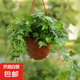 常春藤綠植盆栽植物室內(nèi)凈化空氣吸甲醛四季常青吊蘭爬藤好養(yǎng)花卉 常春藤40-50cm長藤原盆土一盆