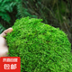 柯必達(dá)青苔蘚鮮活苔蘚微景觀植物盆景盆栽水陸缸假山草造景材料白 大灰蘚(15*8)cm 10盒
