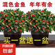 四季常青金魚花吊蘭盆栽室內(nèi)綠植花卉多肉植物發(fā)財樹好養(yǎng)易活客廳 金魚吊蘭原土盆【買1送1發(fā)兩盆】