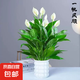 錦楓一帆風(fēng)順白掌盆栽室內(nèi)綠植花卉水培植物四季易活吸除甲醛好養(yǎng) 白掌1盆8-10株+白色泡泡吸水塑料盆40-50高