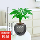 【帶盆高度約15-25cm】發(fā)財樹盆栽室內植物客廳辦公室自吸水好養(yǎng) 單桿發(fā)財樹+鉆紋球自吸水盆 花盆直徑約10cm