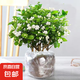 茉莉花苗盆栽四季開花帶花苞老樁驅(qū)蚊水培梔子花卉綠植物室內(nèi)好養(yǎng) 花苞多：茉莉苗10-15株【原土球】 高度30-40cm