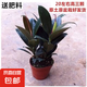 橡皮樹黑金剛盆栽花盆苗客廳室內(nèi)綠葉大葉四季常青型植物凈化空氣 20公分高3棵 不含盆