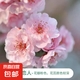 櫻花樹苗早櫻晚櫻花苗庭院別墅小區(qū)盆栽地栽工廠綠化苗南北方種植 廣島戀人【帶土球】 3cm粗【帶分叉】