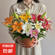 多頭香水百合種球帶牙耐寒四季盆栽室內(nèi)外花卉綠植盆栽 精選進(jìn)口百合/混色/包對(duì)版包發(fā)芽 【老手推薦】5顆球+盆+土+肥料