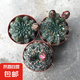 緋花玉開花仙人球小盆栽帶花苞多肉植物仙人掌陽臺室內(nèi)好養(yǎng)綠植 緋花玉10cm左右 帶花苞發(fā)貨 帶盆栽好