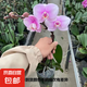 粉色蝴蝶蘭花卉年宵花盆栽好養(yǎng)春節(jié)送禮氛圍擺件室內(nèi)綠植桌面植物 粉色蝴蝶蘭帶花苞【帶育苗盆】 蝴蝶蘭桌面款