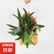 木板苔蘚球鹿角蕨小竹編吊籃客廳陽臺(tái)新奇創(chuàng)意觀葉好養(yǎng)懶人綠植 鹿角蕨配小竹編吊籃 植物盆面20高左右，整體30高