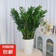 【招財進(jìn)寶金錢樹】客廳大型綠植好養(yǎng)活 開業(yè)喬遷禮吸甲醛 菱形白盆 高65-75cm+蝴蝶結(jié)綁帶 55-80cm